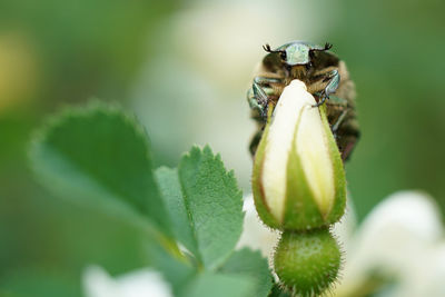 Close-up of insect on plant