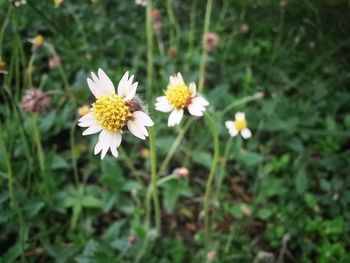 Close-up of white daisy flowers on field