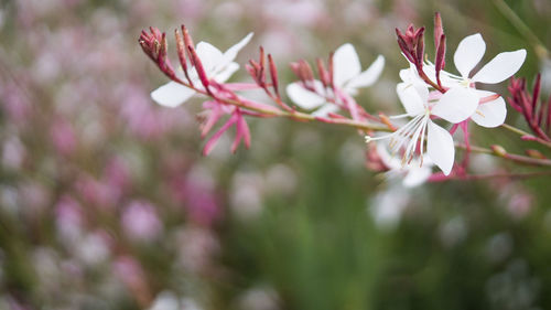 Close-up of pink flowers