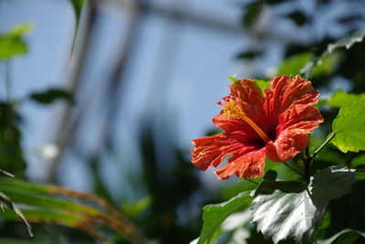 Close-up of red hibiscus blooming outdoors