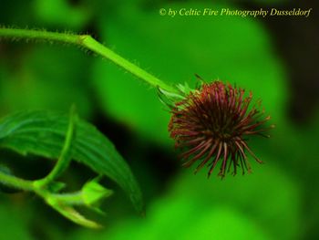 Close-up of an insect on flower