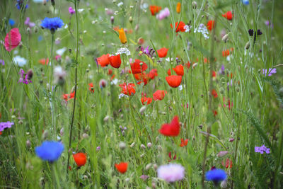 Close-up of red poppy flowers in field