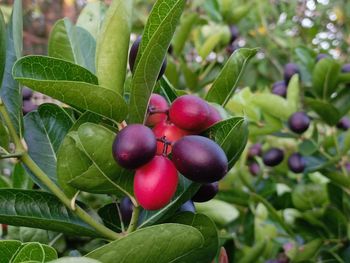 Close-up of cherries growing on tree