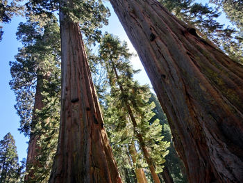 Low angle view of trees against sky
