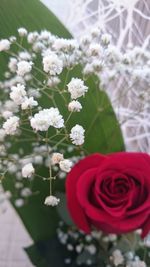 Close-up of red flowers blooming outdoors