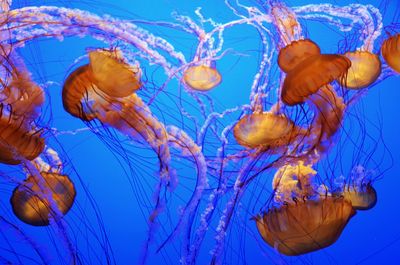 View of jellyfish swimming in sea