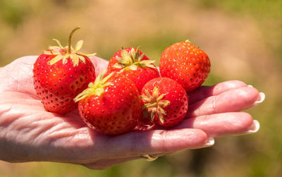 Close-up of hand holding strawberries