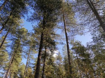 Low angle view of trees in forest against sky