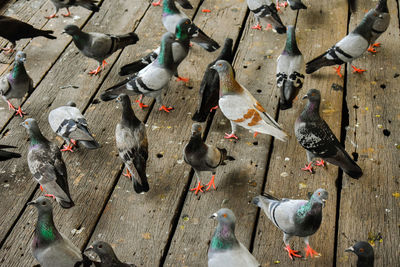 High angle view of pigeons perching on wood