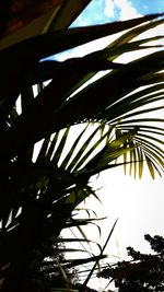 Low angle view of trees against sky