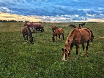 Horses grazing in a field