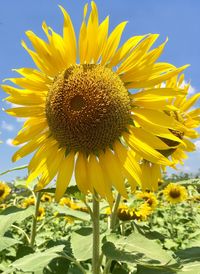 Close-up of sunflower