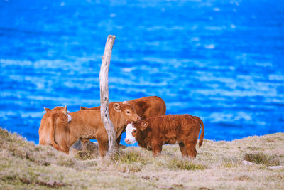 Cow in a field