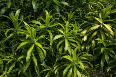 Full frame shot of plants growing on field