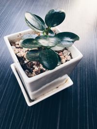 Close-up high angle view of house plant on table