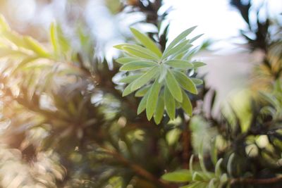 Close-up of plant