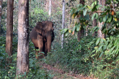 Elephant standing amidst trees in forest