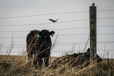 Low angle view of birds perching on power line