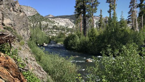 Scenic view of river in forest against clear sky