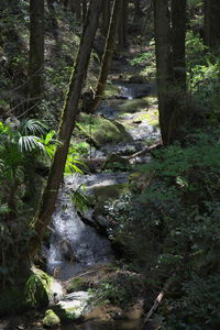 Scenic view of waterfall in forest