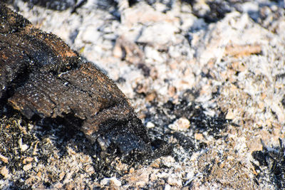 Close-up of lizard on rock