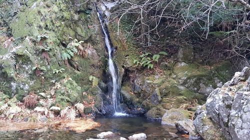 Scenic view of waterfall in forest