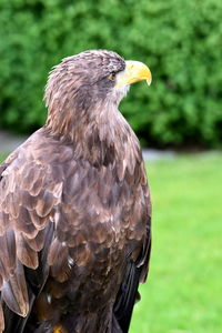 Close-up of eagle