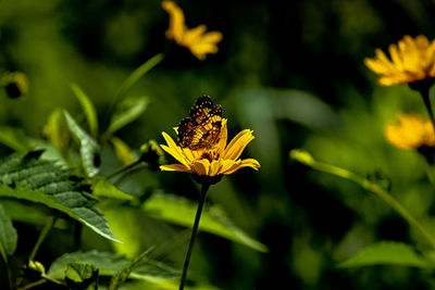 Close-up of bee pollinating on yellow flower