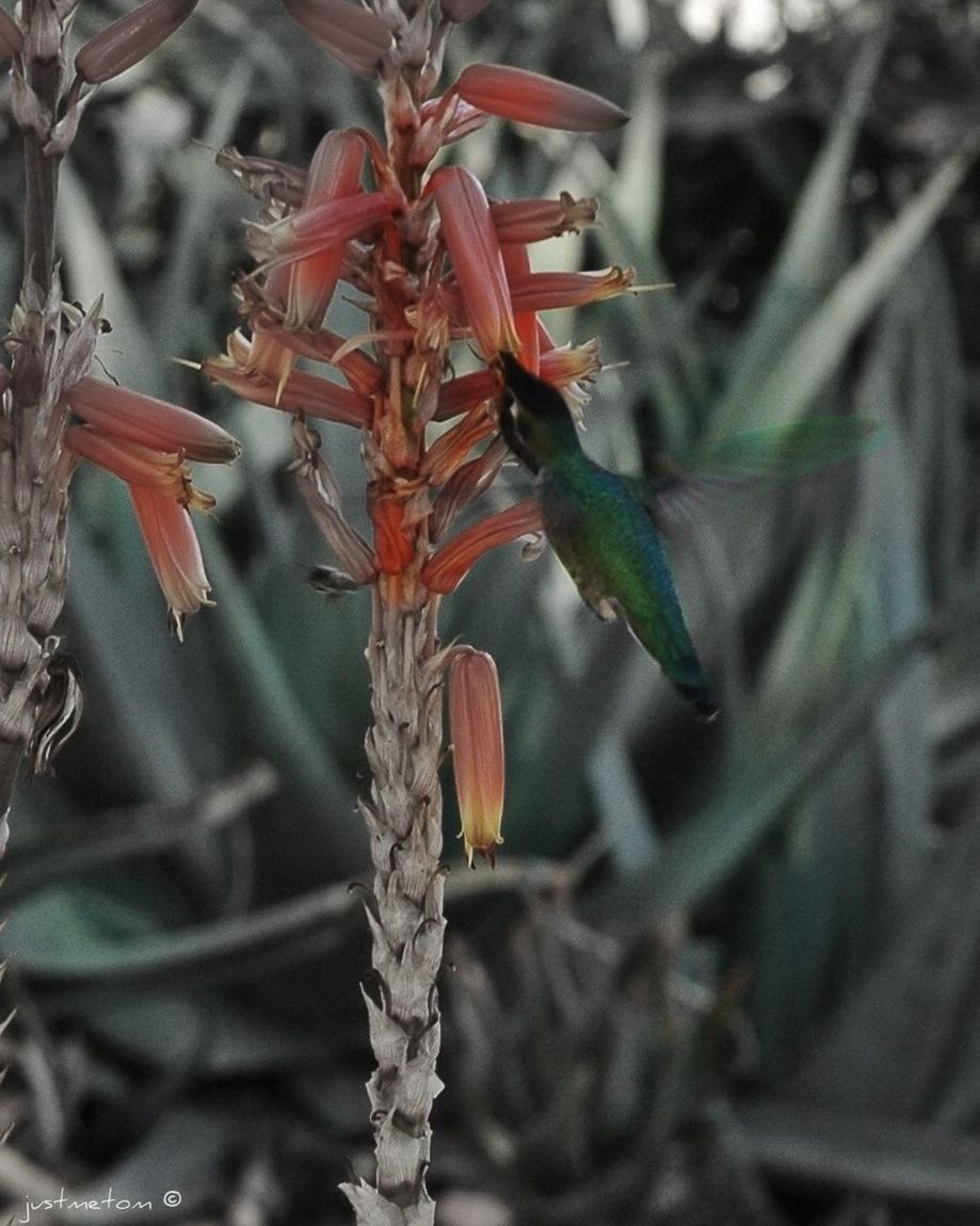 close-up, focus on foreground, plant, growth, nature, red, stem, selective focus, leaf, dry, flower, spiked, beauty in nature, fragility, day, outdoors, no people, twig, thorn, freshness