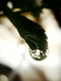 Close-up of water drops on leaf
