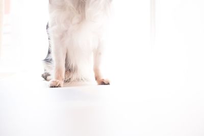 Close-up of a dog over white background