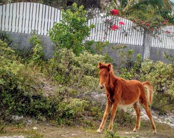 Horse standing on countryside landscape