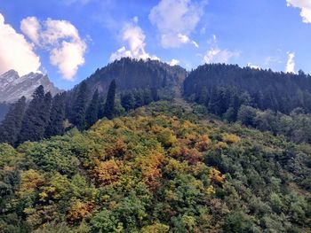 Scenic view of forest against sky
