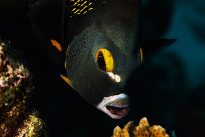 Close-up of fish swimming in sea