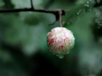 Close-up of water drops on pink flower