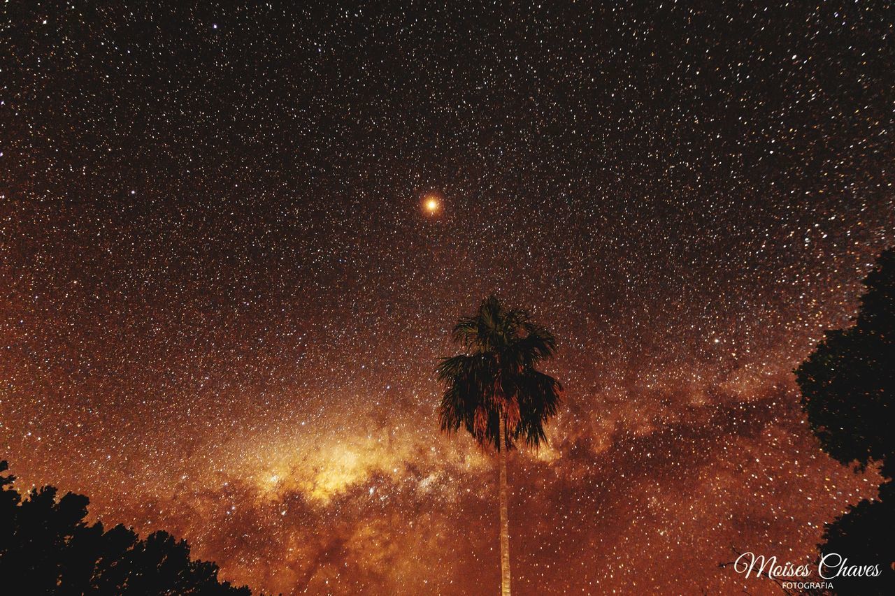 LOW ANGLE VIEW OF ILLUMINATED TREE AGAINST STAR FIELD AT NIGHT