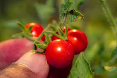 Close-up of hand holding strawberry