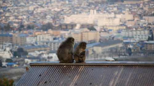 Close-up of apes against built structure