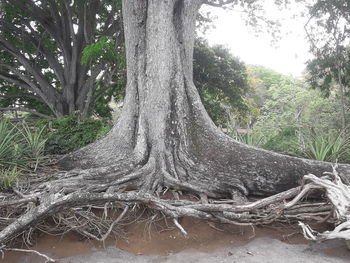 Tree trunk in forest