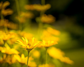 Close-up of yellow flowering plant on field