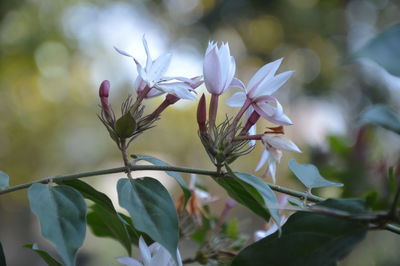 Close-up of white flowering plant