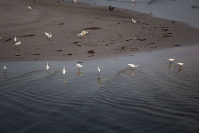 High angle view of seagulls flying over lake