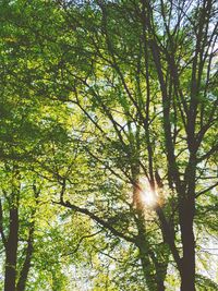 Low angle view of sunlight streaming through trees in forest