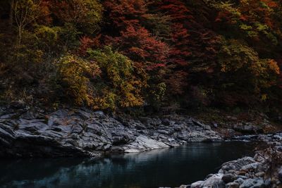 Trees growing by river in forest during autumn