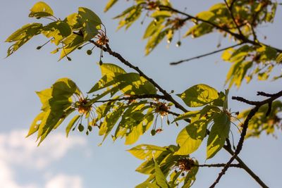 Low angle view of leaves against sky