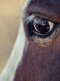 Close-up of human eye
