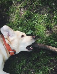 Close-up of dog on field