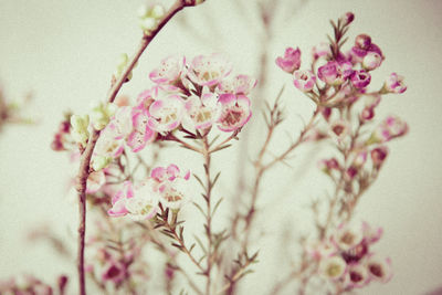 Close-up of pink flowers