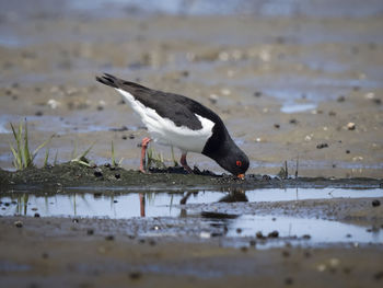 Close-up of bird perching on beach