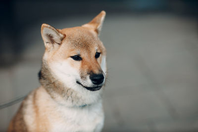 Close-up of a dog looking away